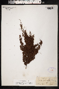 Rumex britannica image