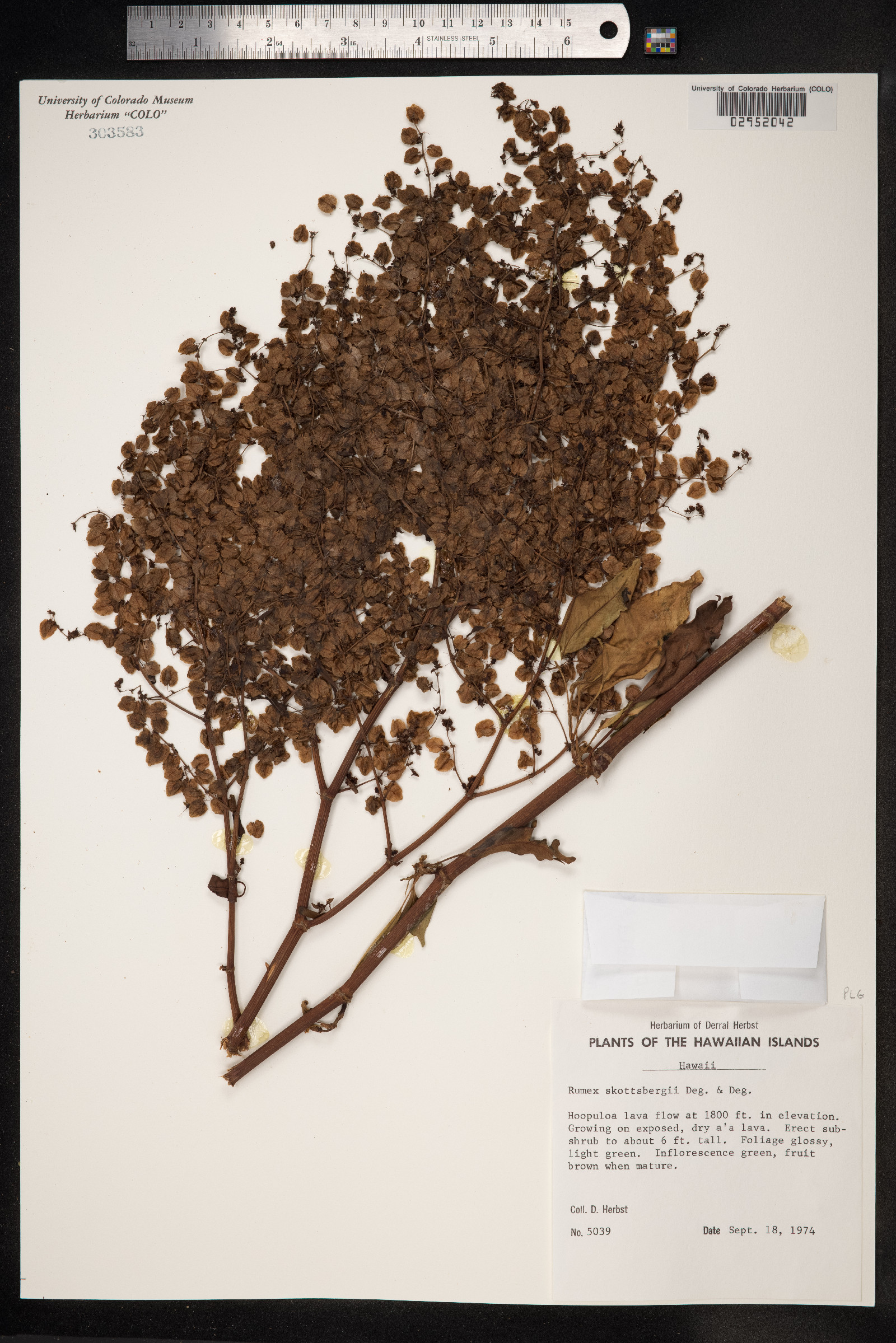 Rumex skottsbergii image