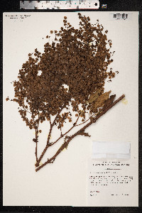 Rumex skottsbergii image