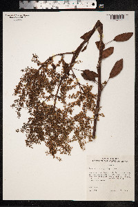 Rumex skottsbergii image
