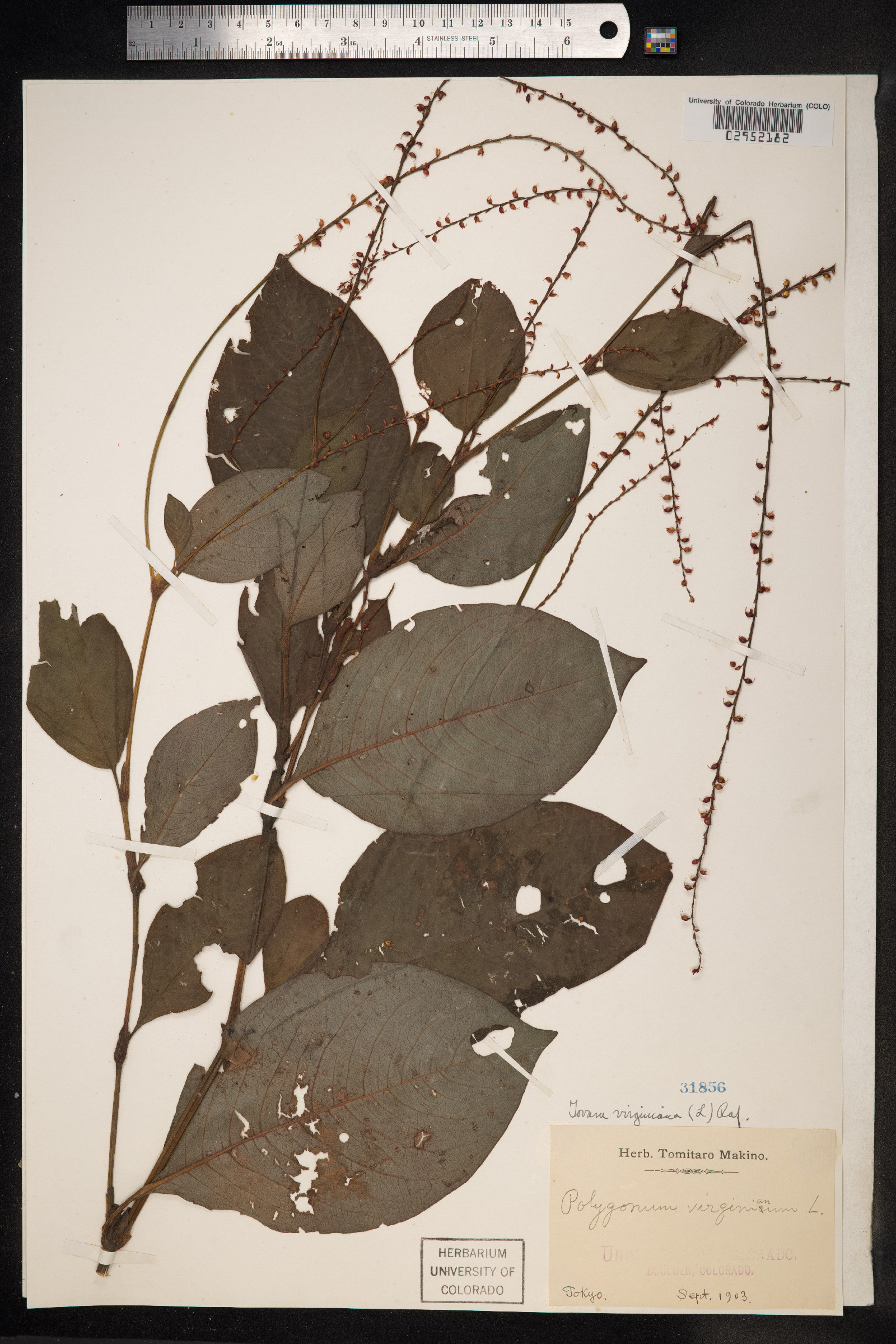 Persicaria virginiana image