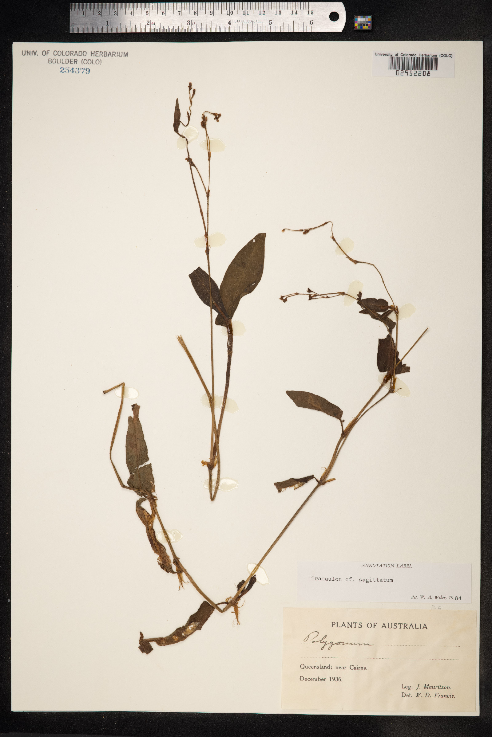 Persicaria sagittata image