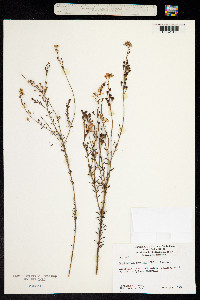 Image of Comesperma ericinum