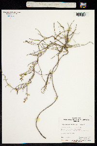 Comesperma volubile image