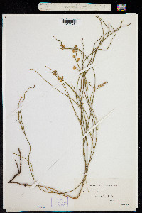 Comesperma volubile image