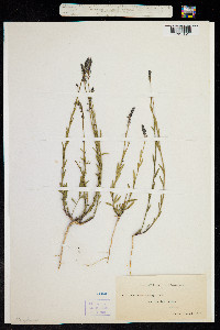 Comesperma calymega image