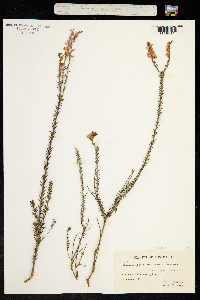 Comesperma ericinum image