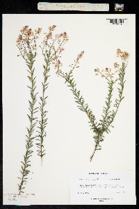Comesperma ericinum image