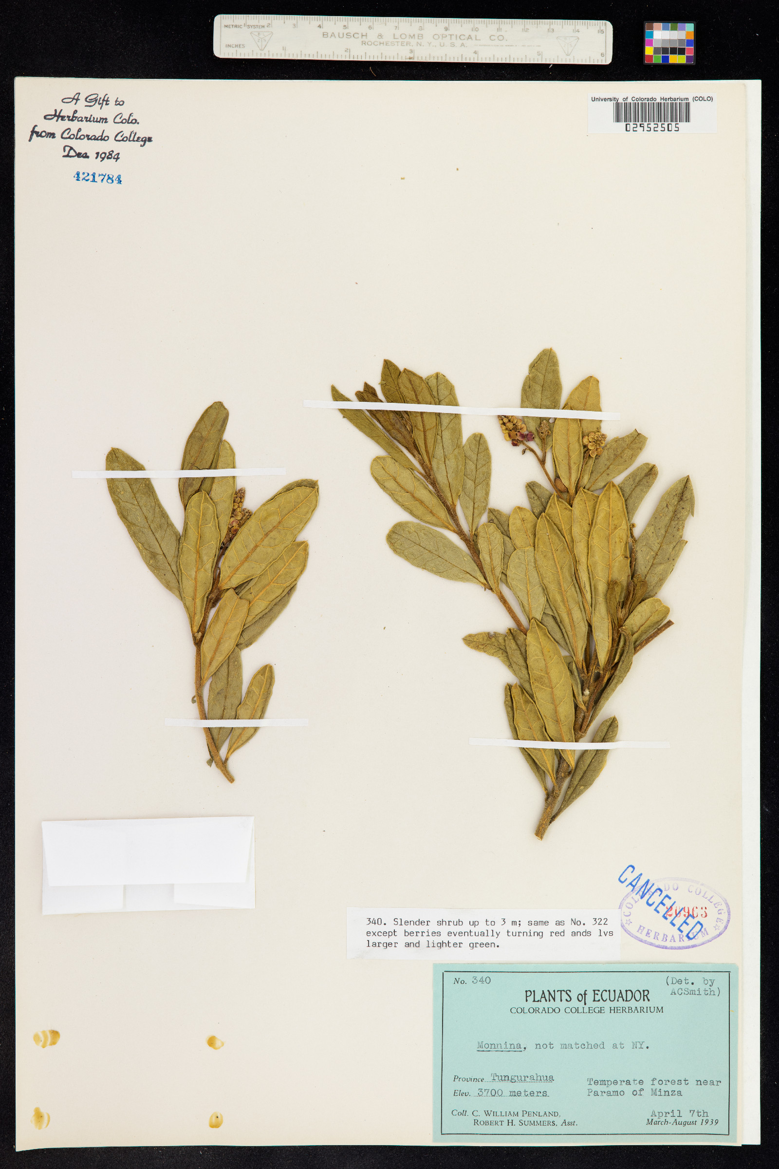 Monnina image