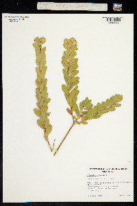 Polygala myrtifolia image