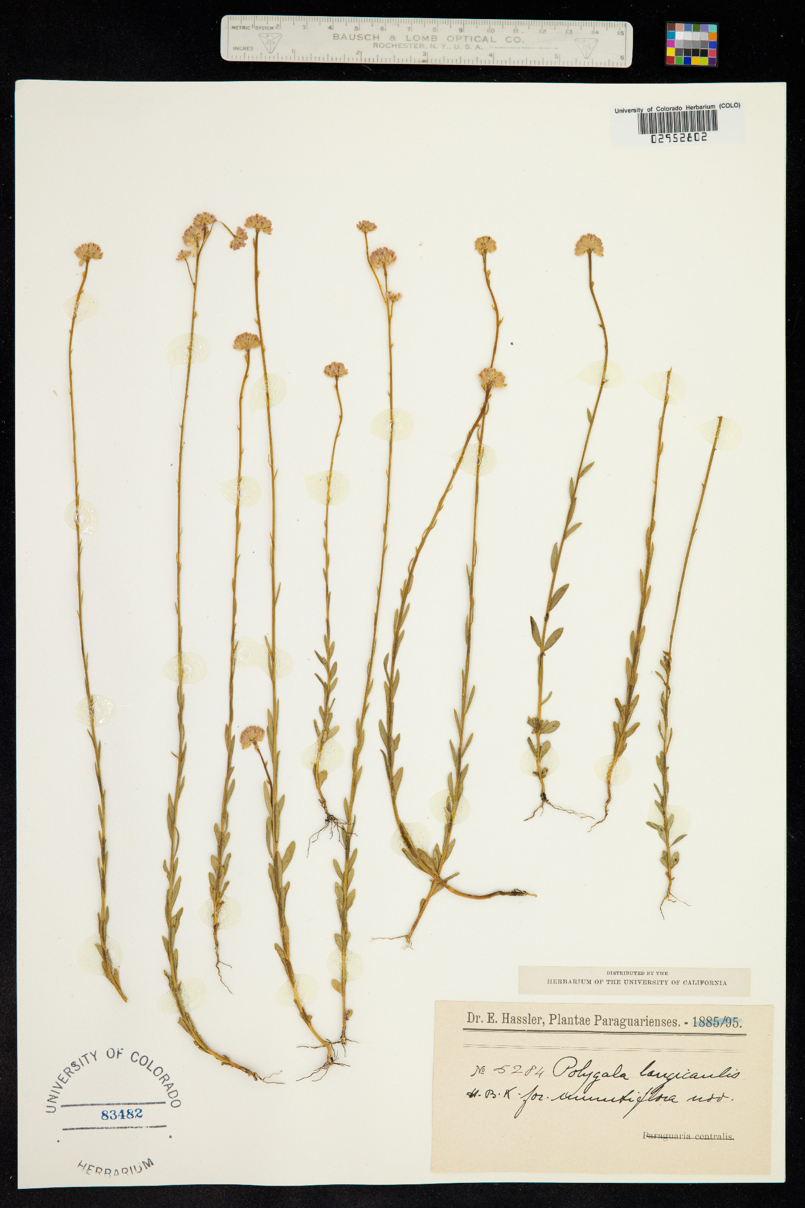 Polygala longicaulis image