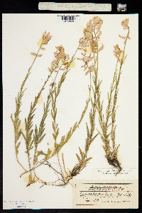 Polygala major image