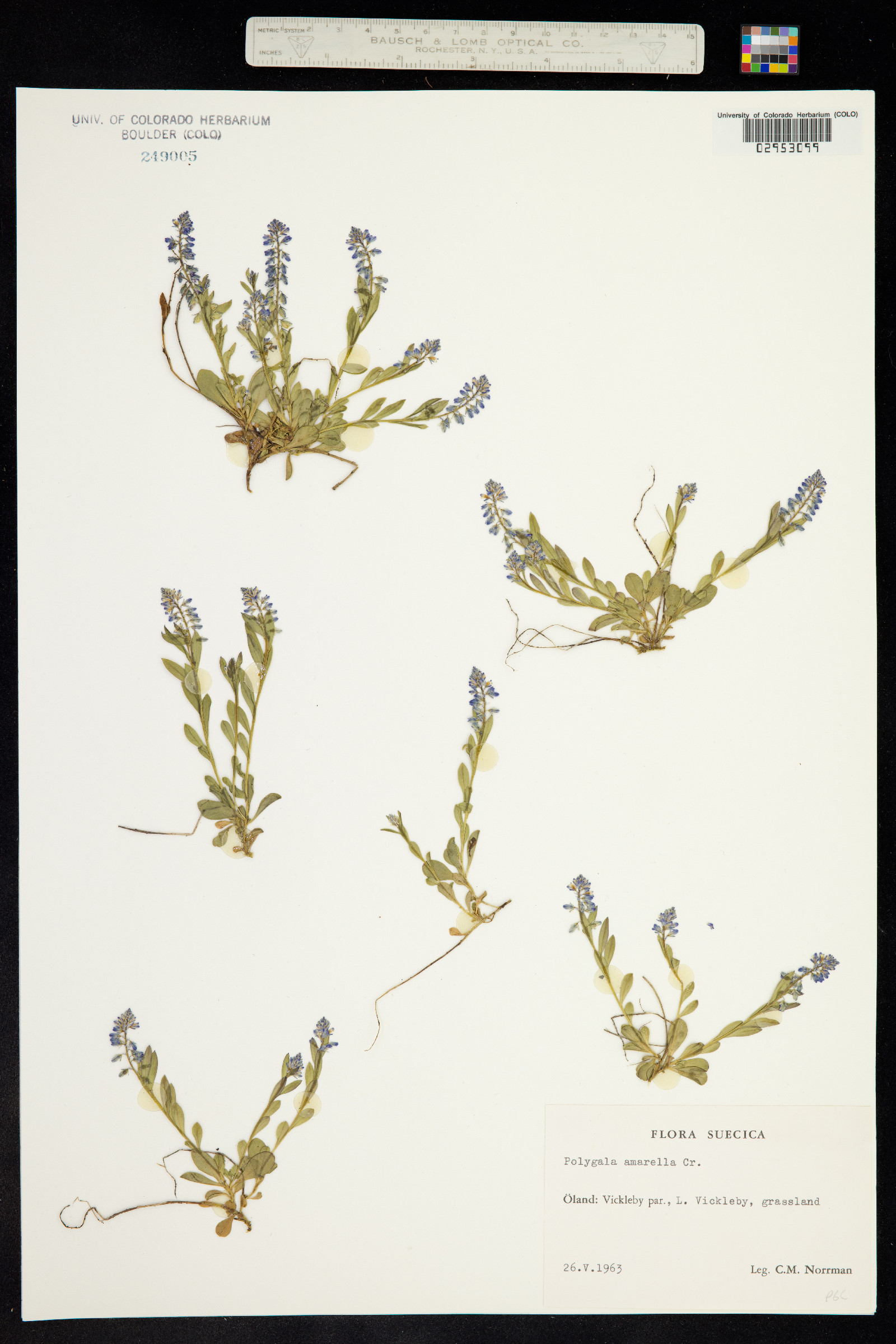 Polygala amarella image