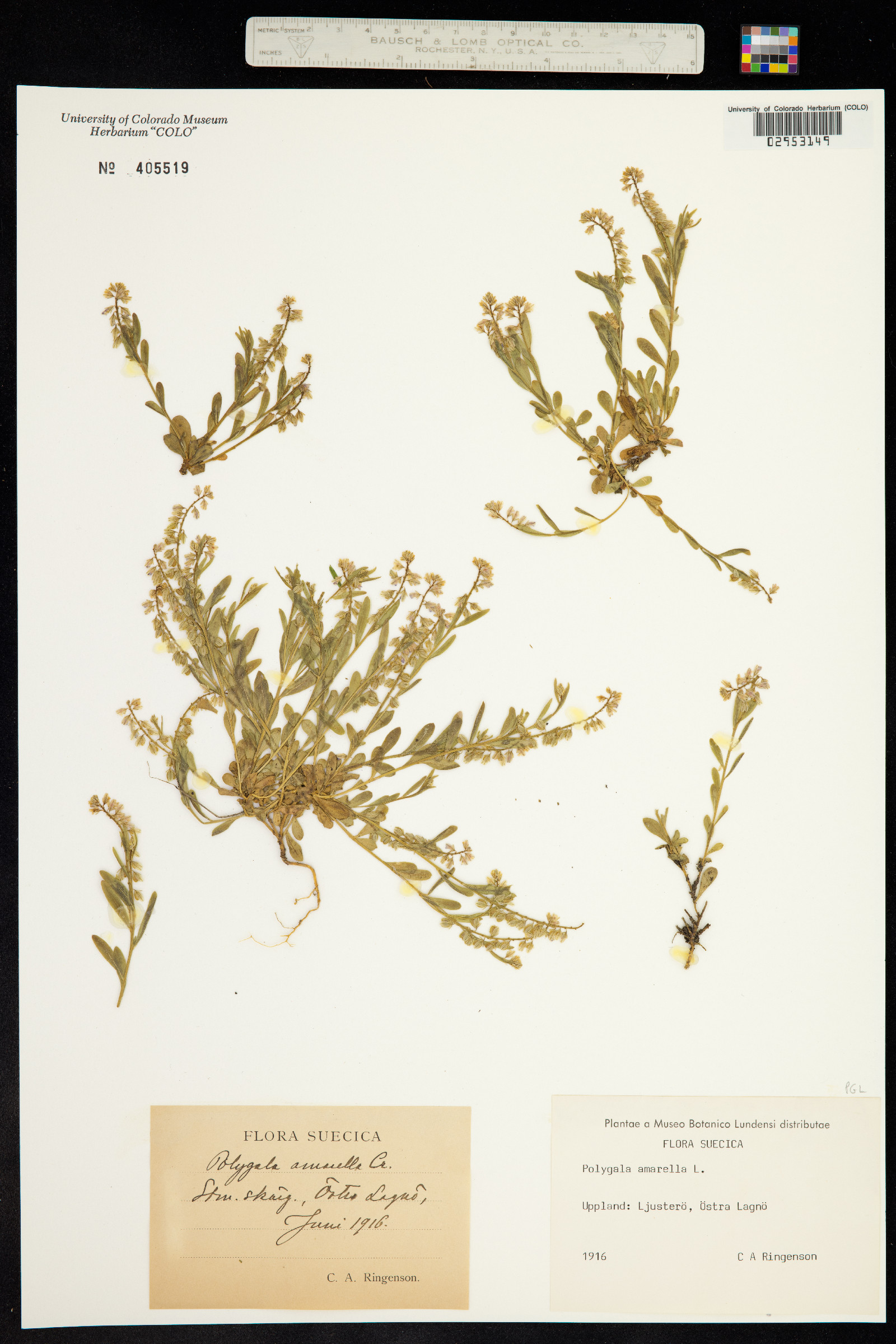 Polygala amarella image