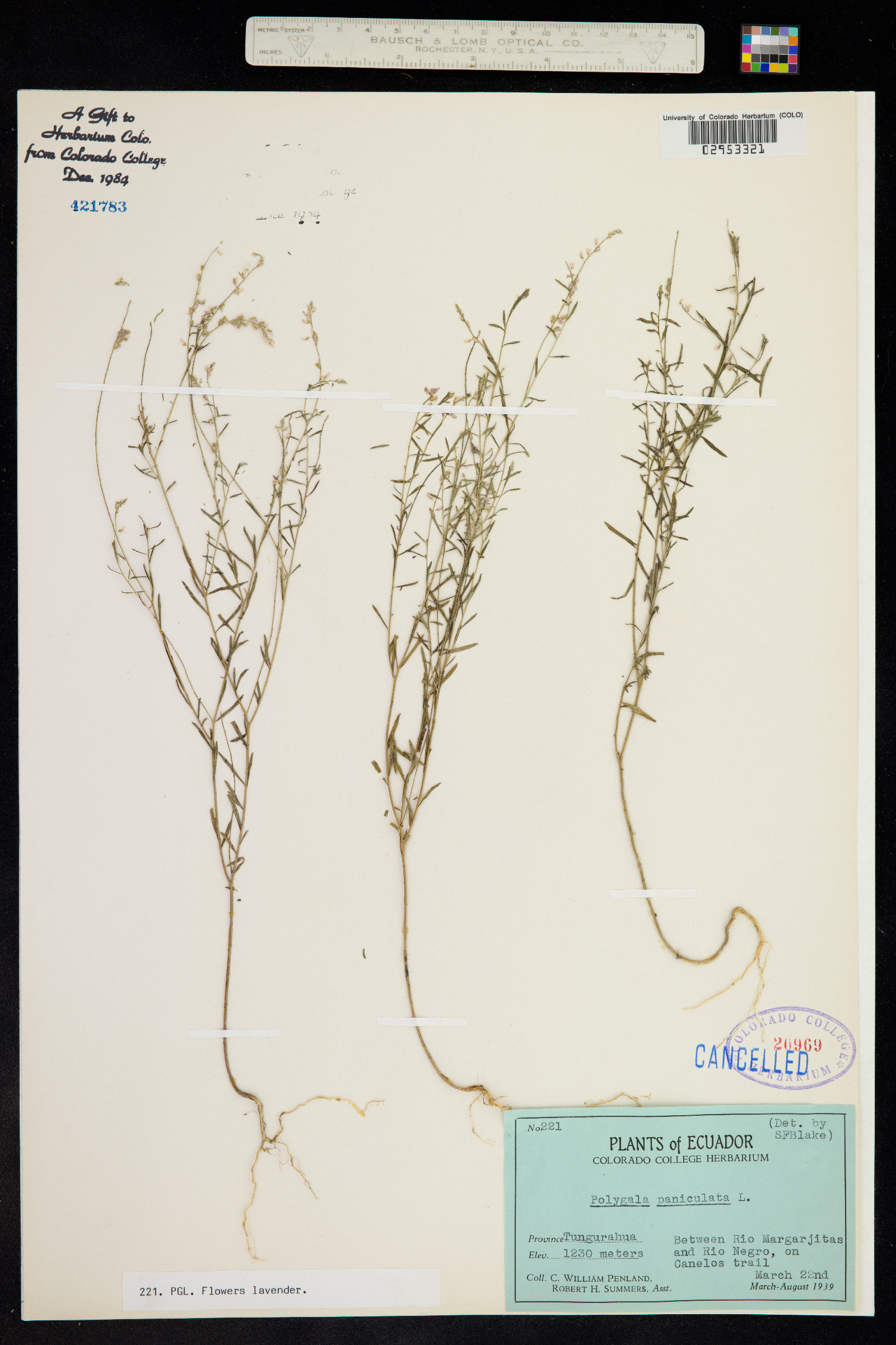 Polygala paniculata image