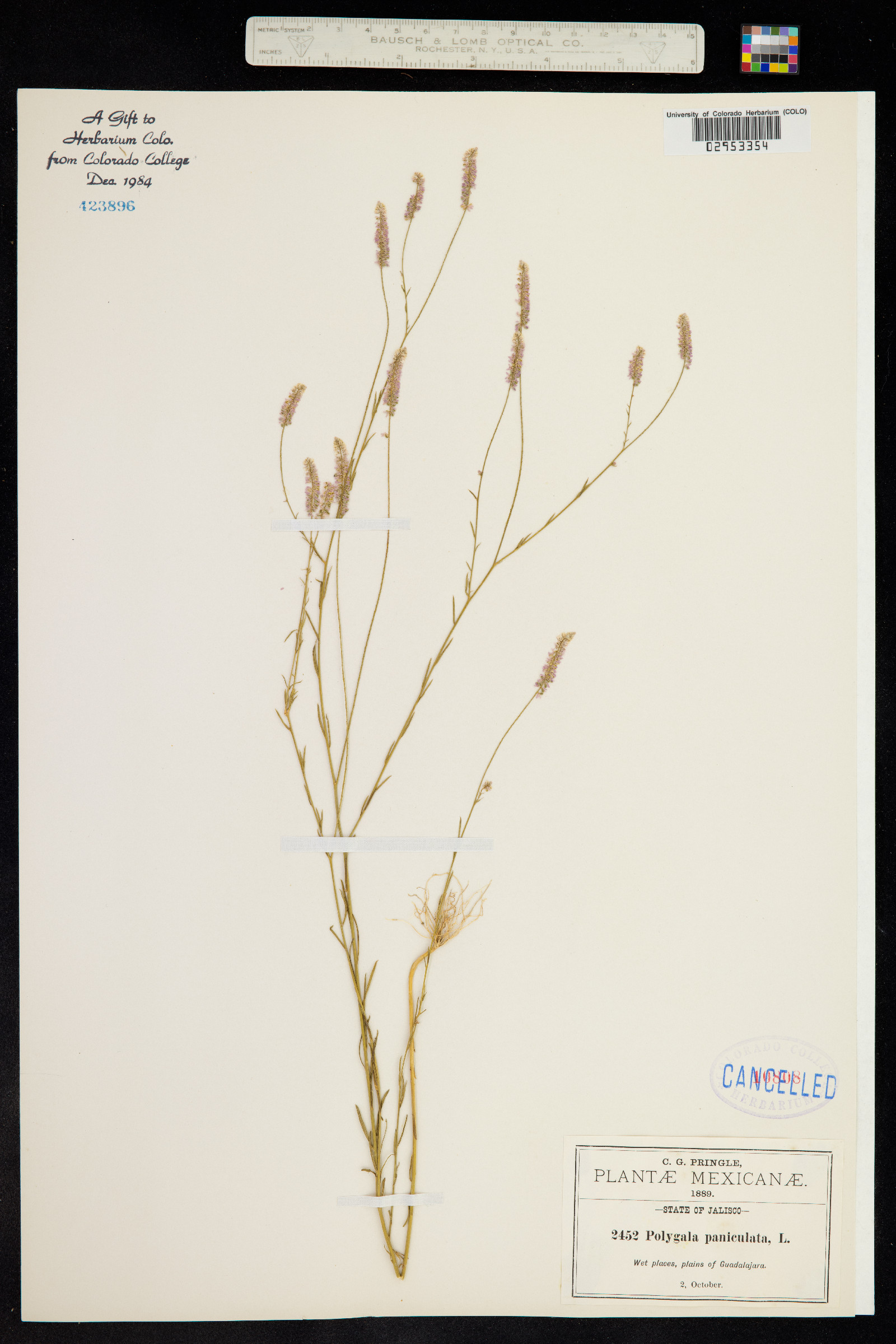 Polygala paniculata image