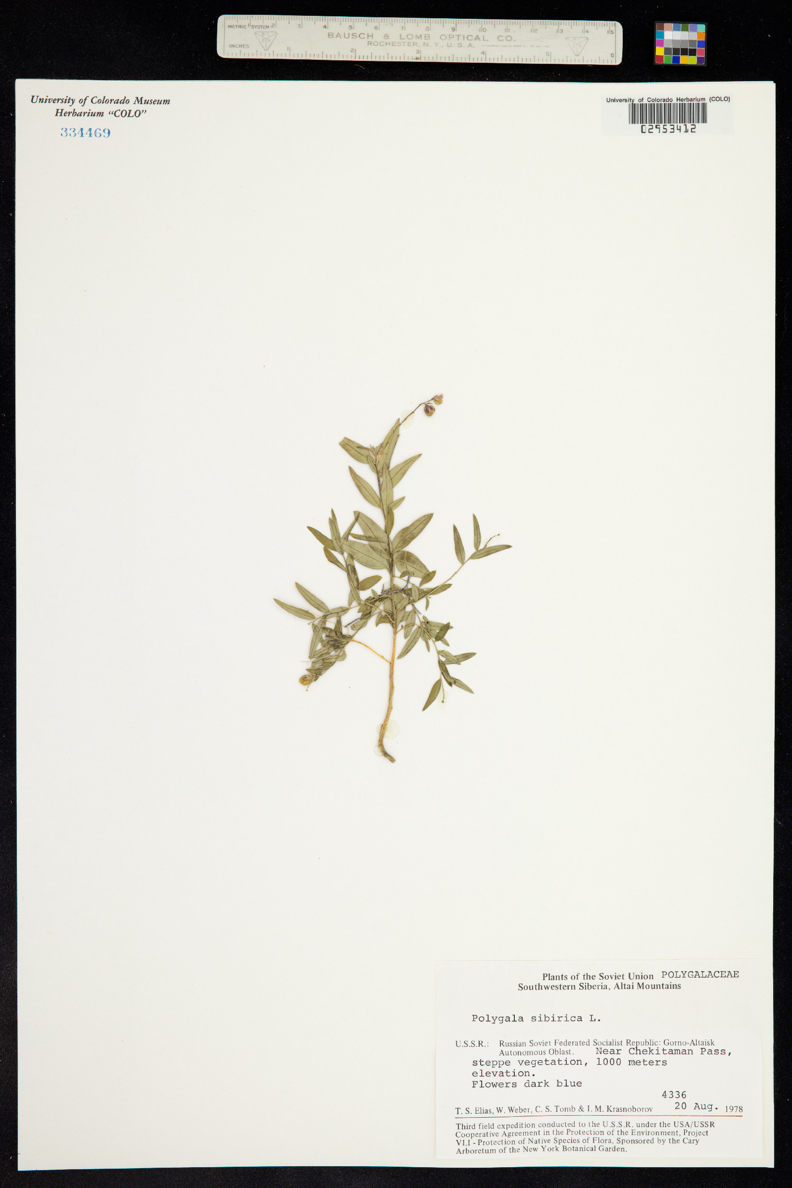 Polygala sibirica image
