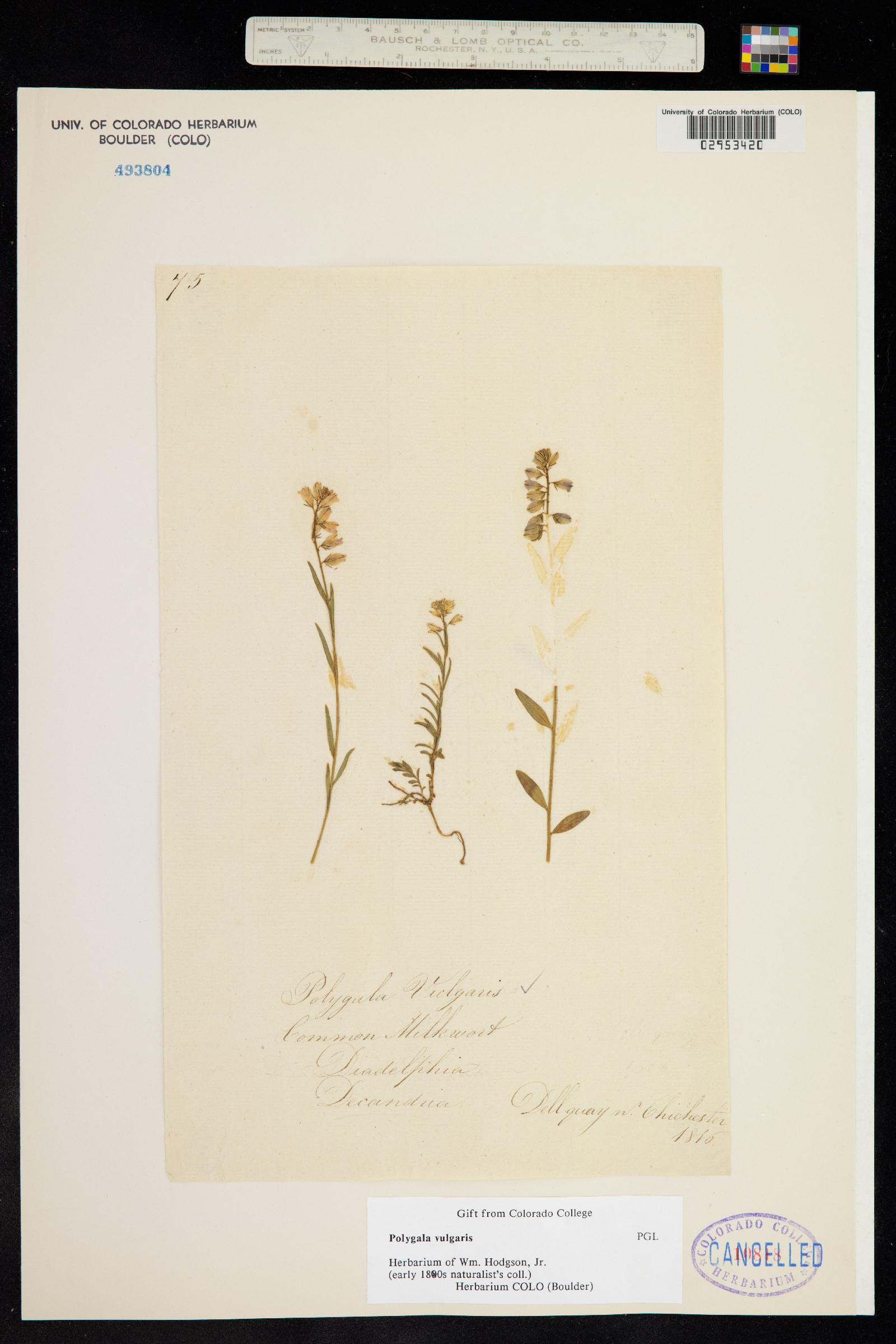 Polygala vulgaris image