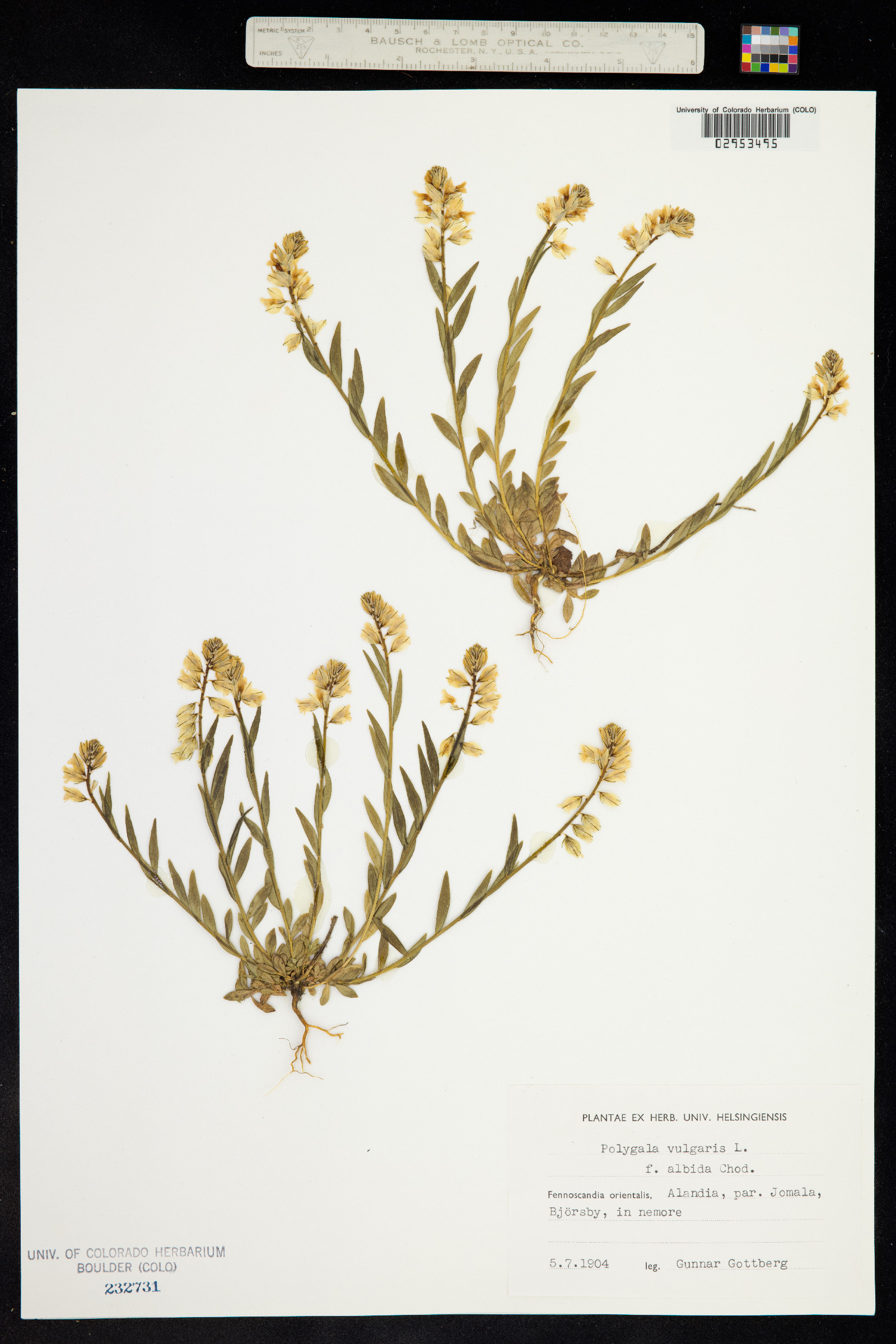 Polygala vulgaris image