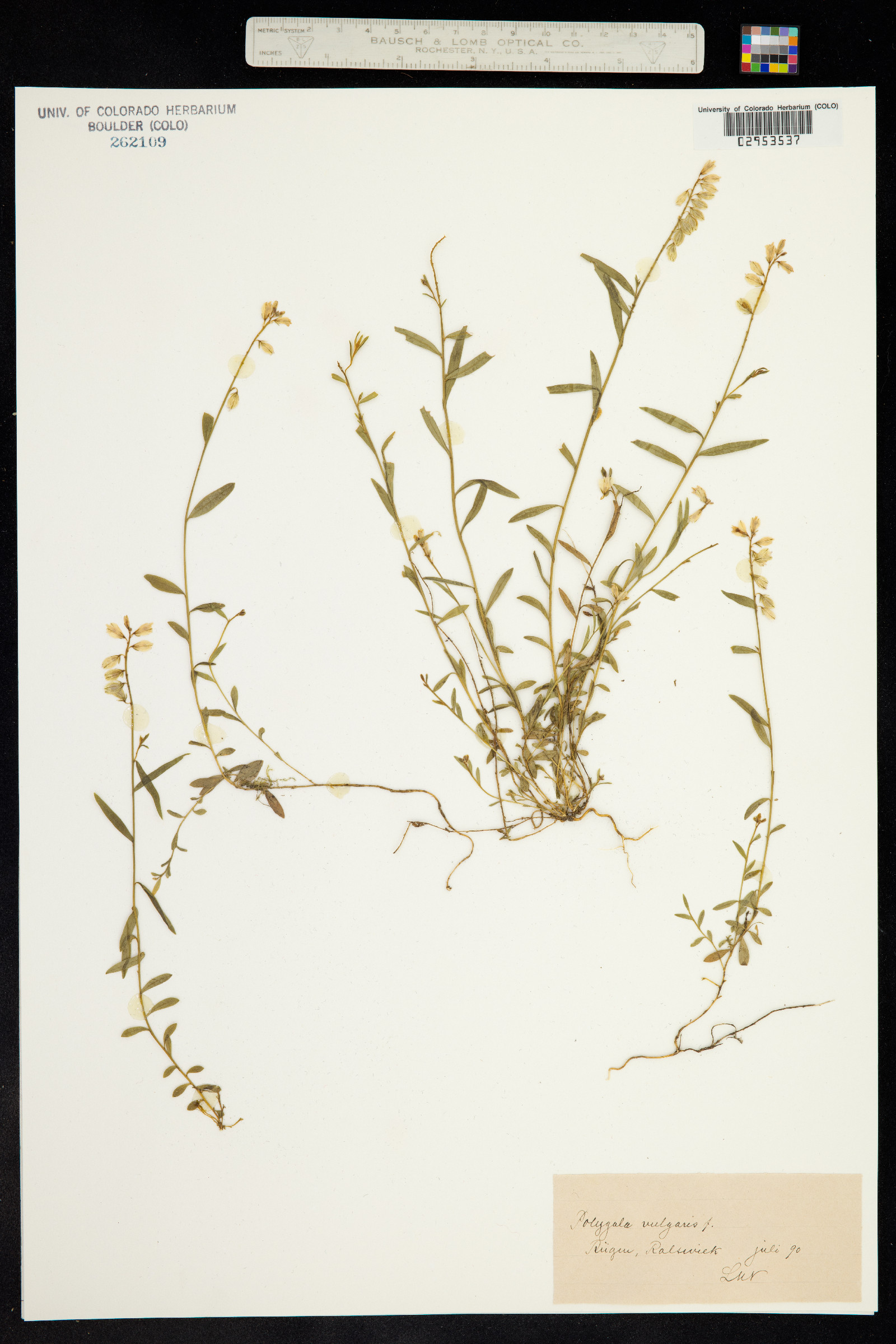 Polygala vulgaris image