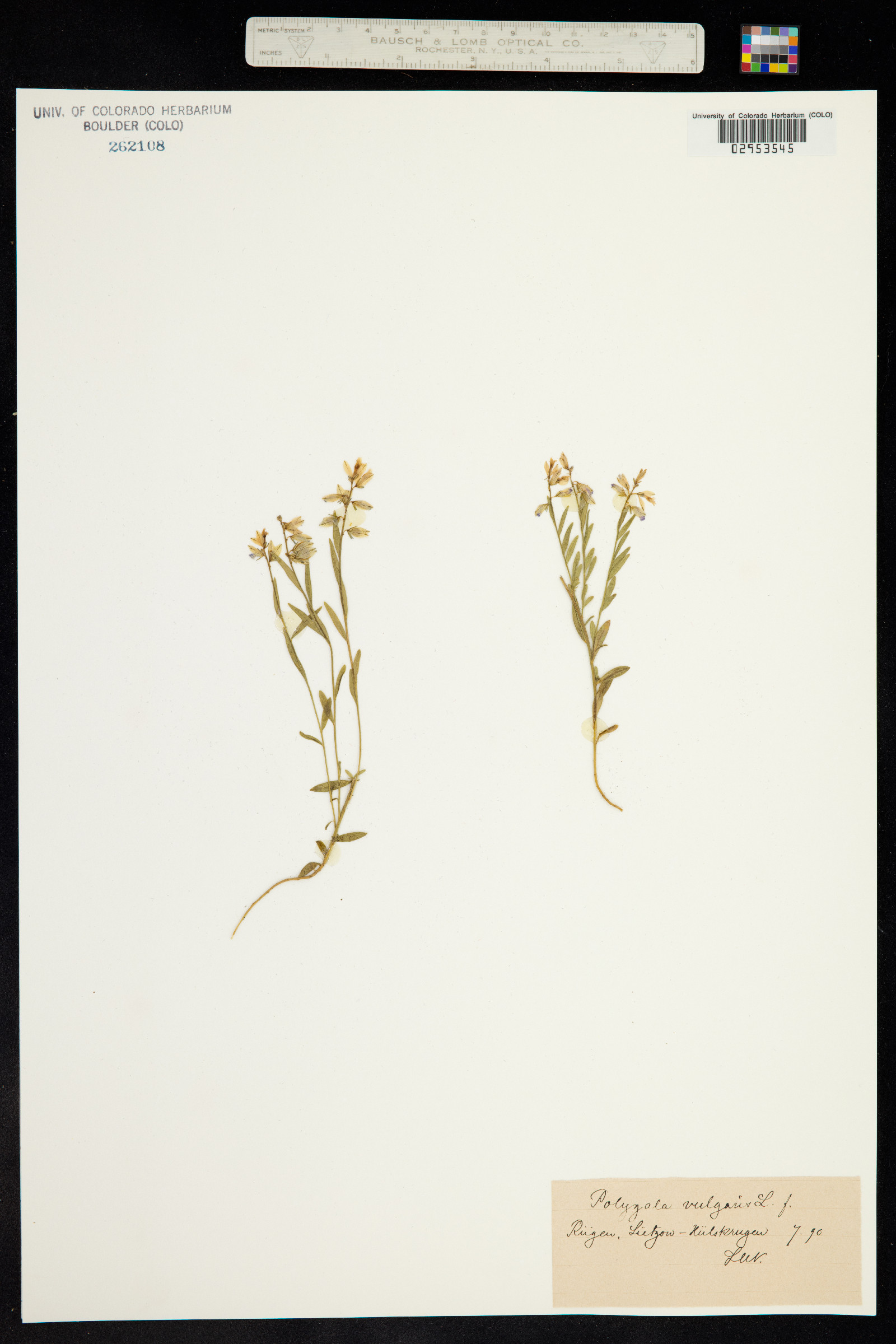 Polygala vulgaris image