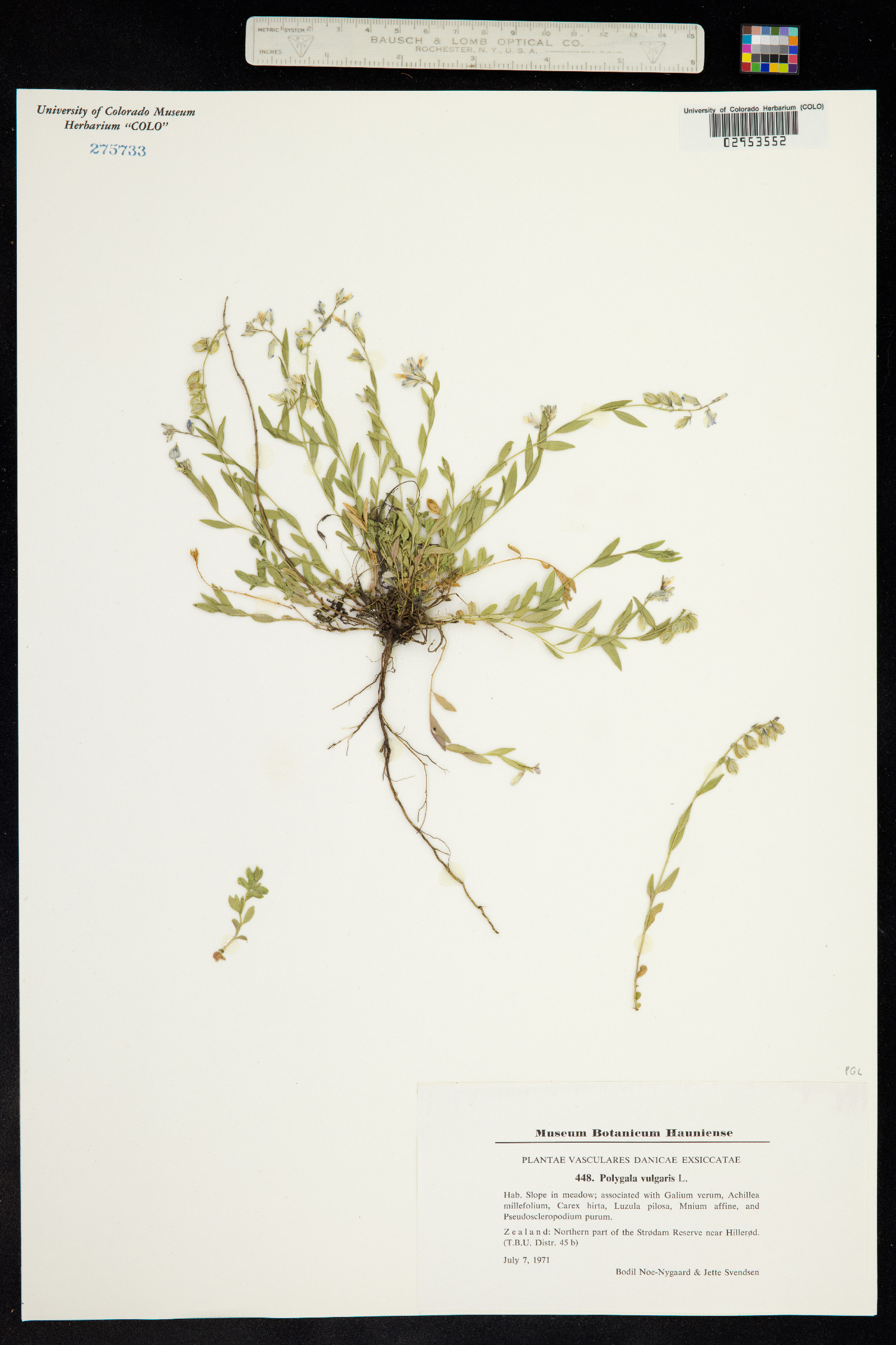 Polygala vulgaris image