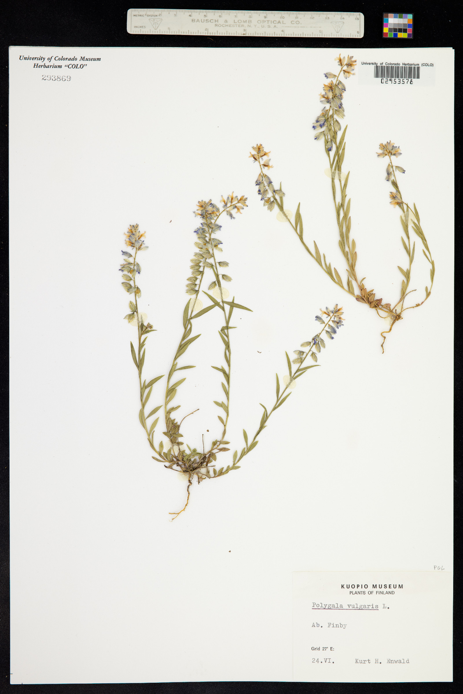 Polygala vulgaris image