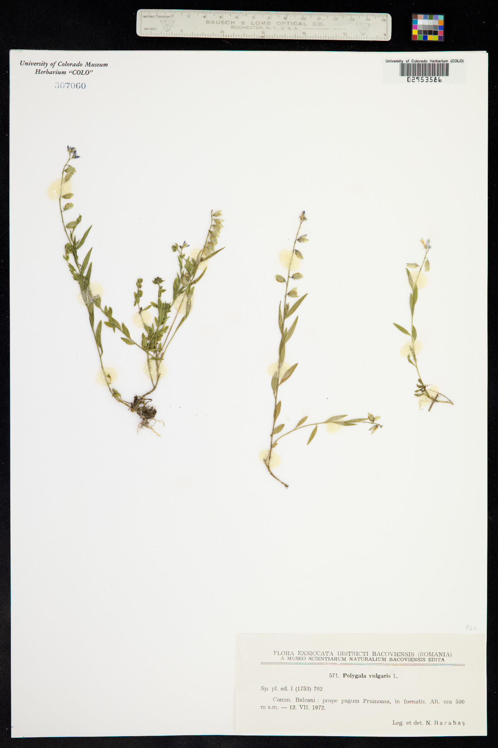 Polygala vulgaris image