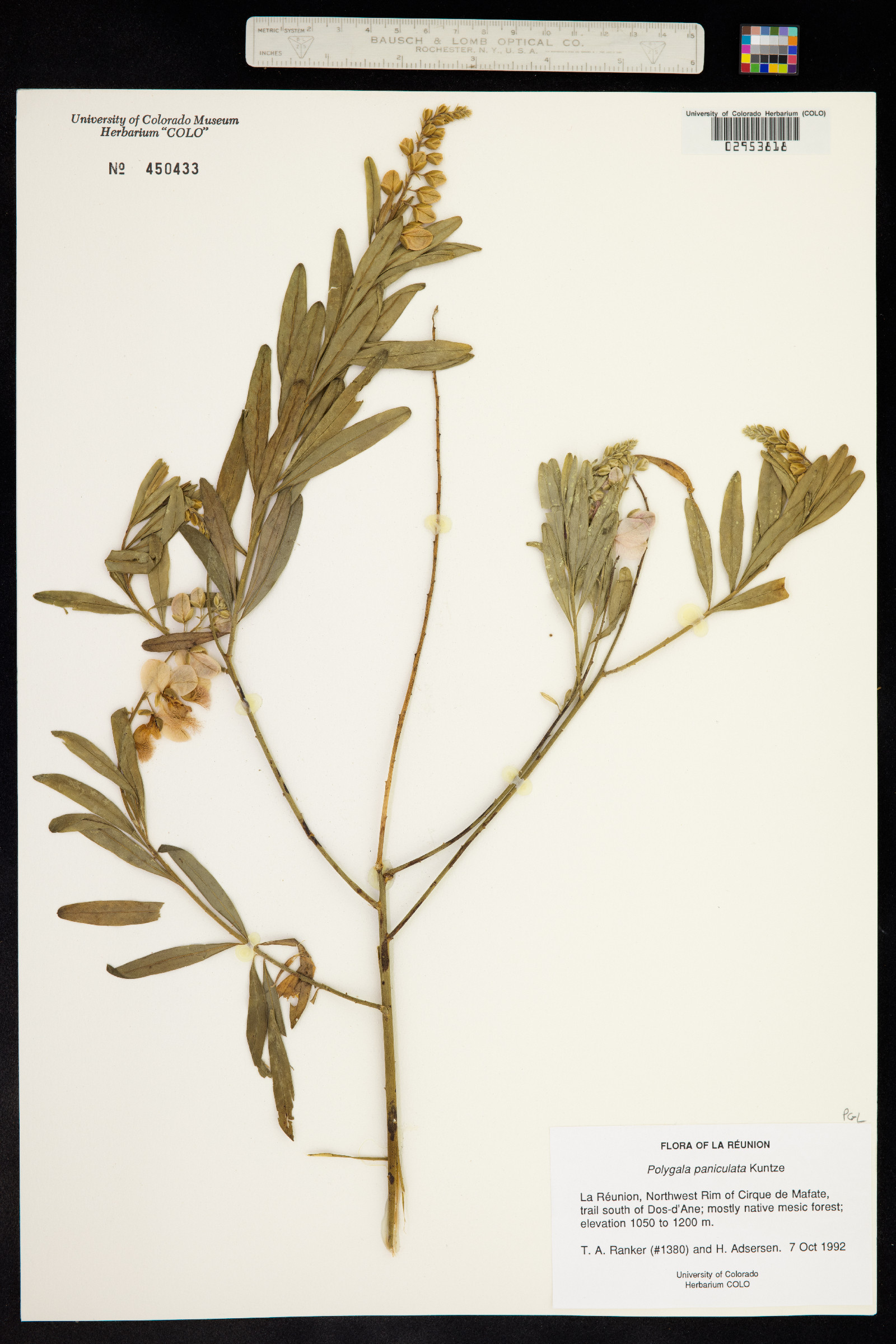 Polygala paniculata image