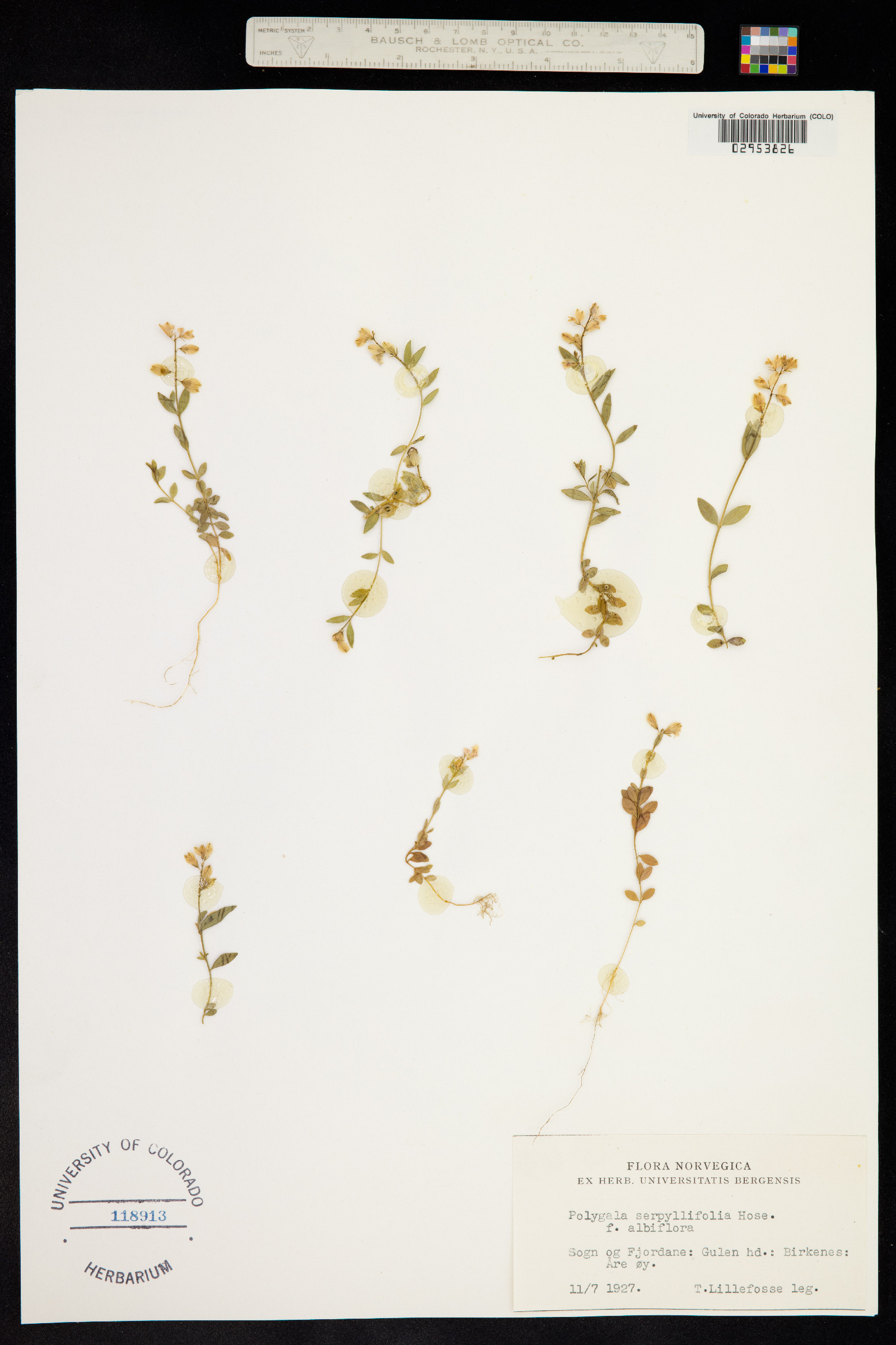 Polygala serpyllifolia image