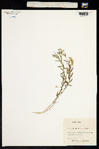 Polygala sphenoptera image
