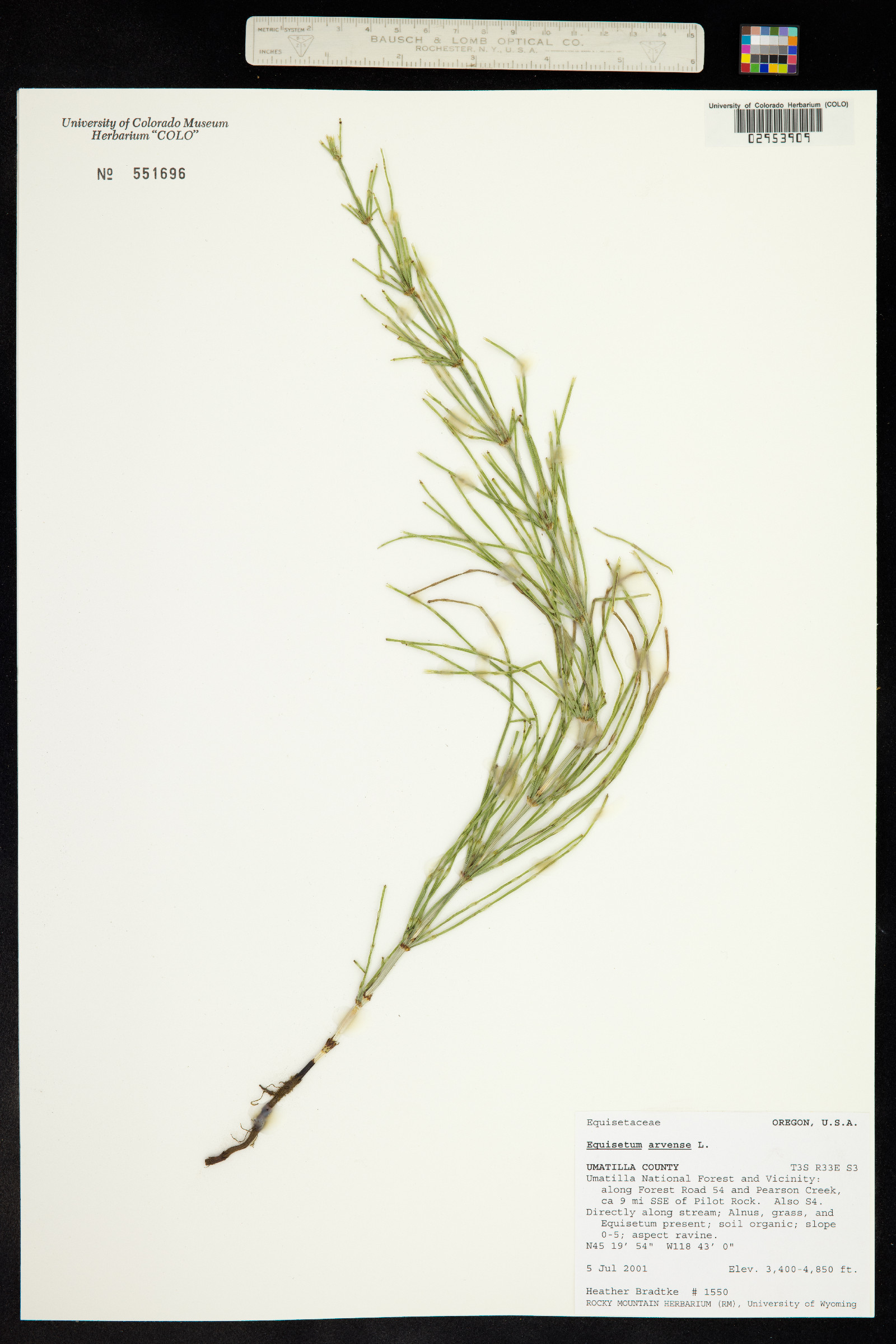 Equisetum arvense image