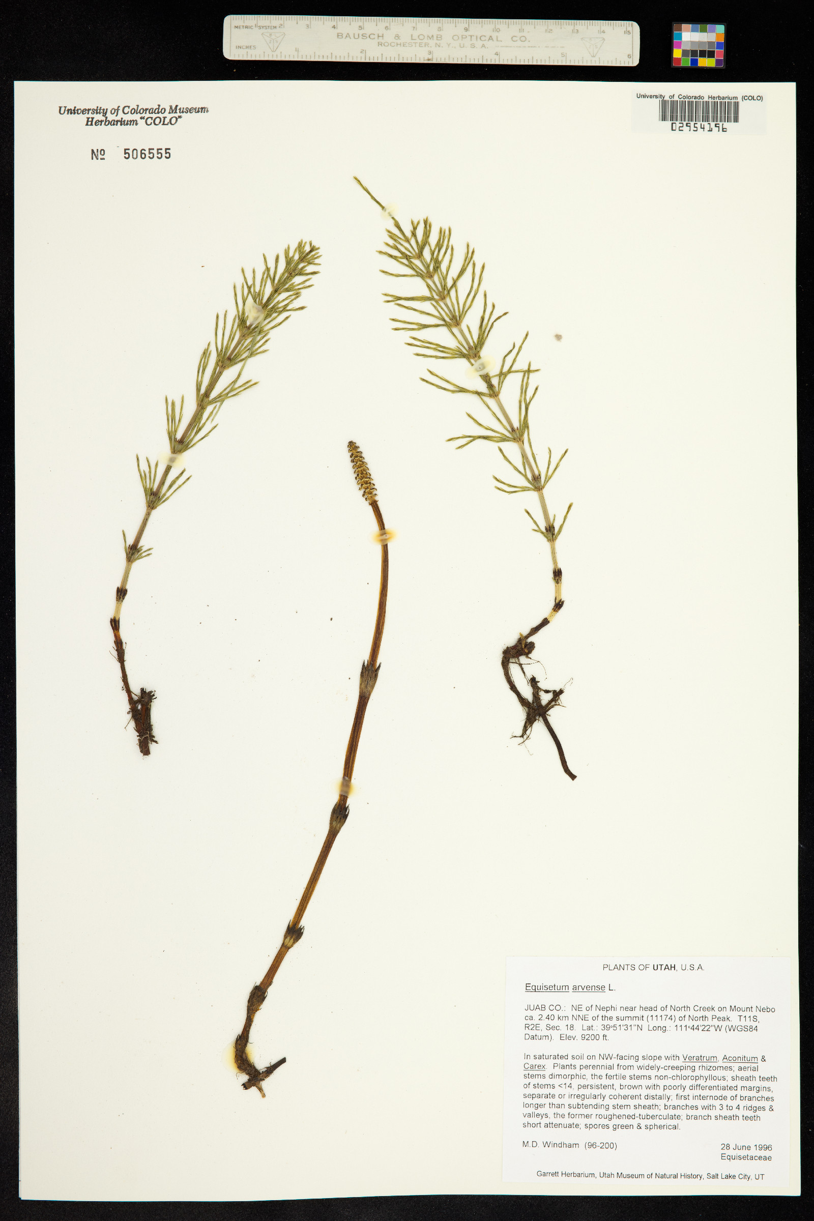 Equisetum arvense image