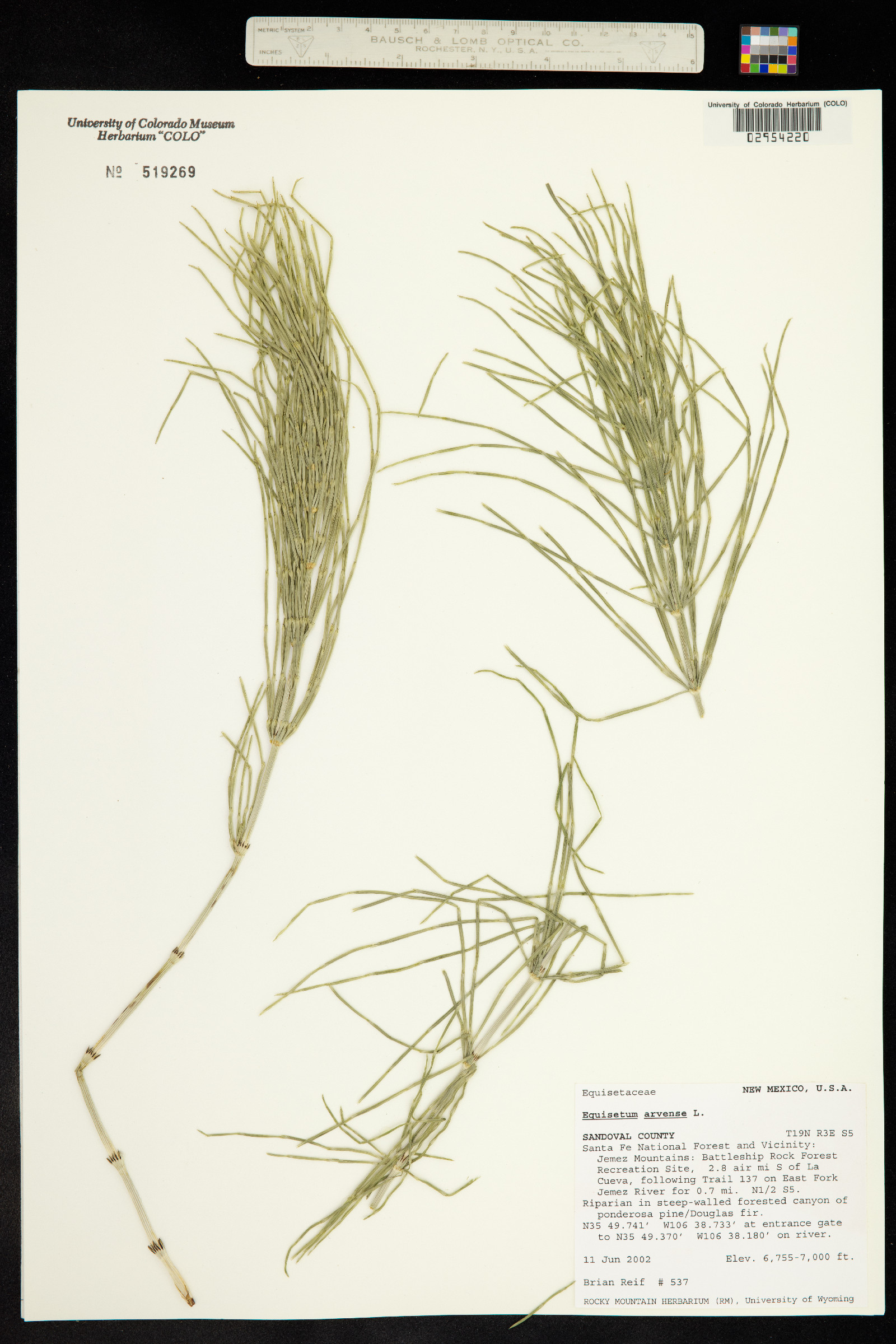 Equisetum arvense image