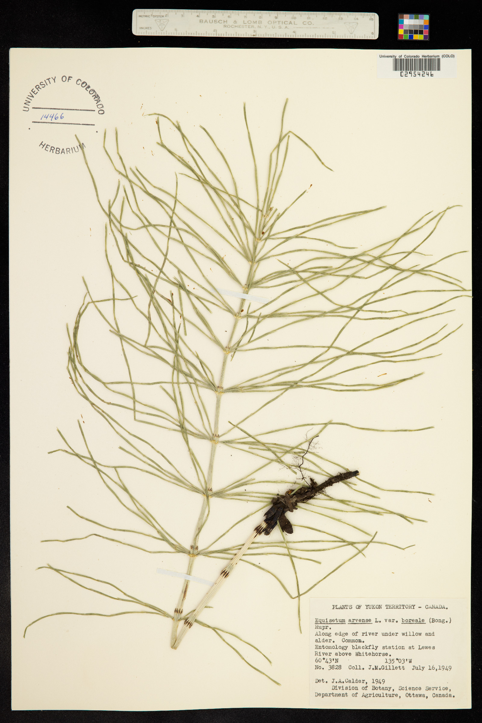 Equisetum arvense image