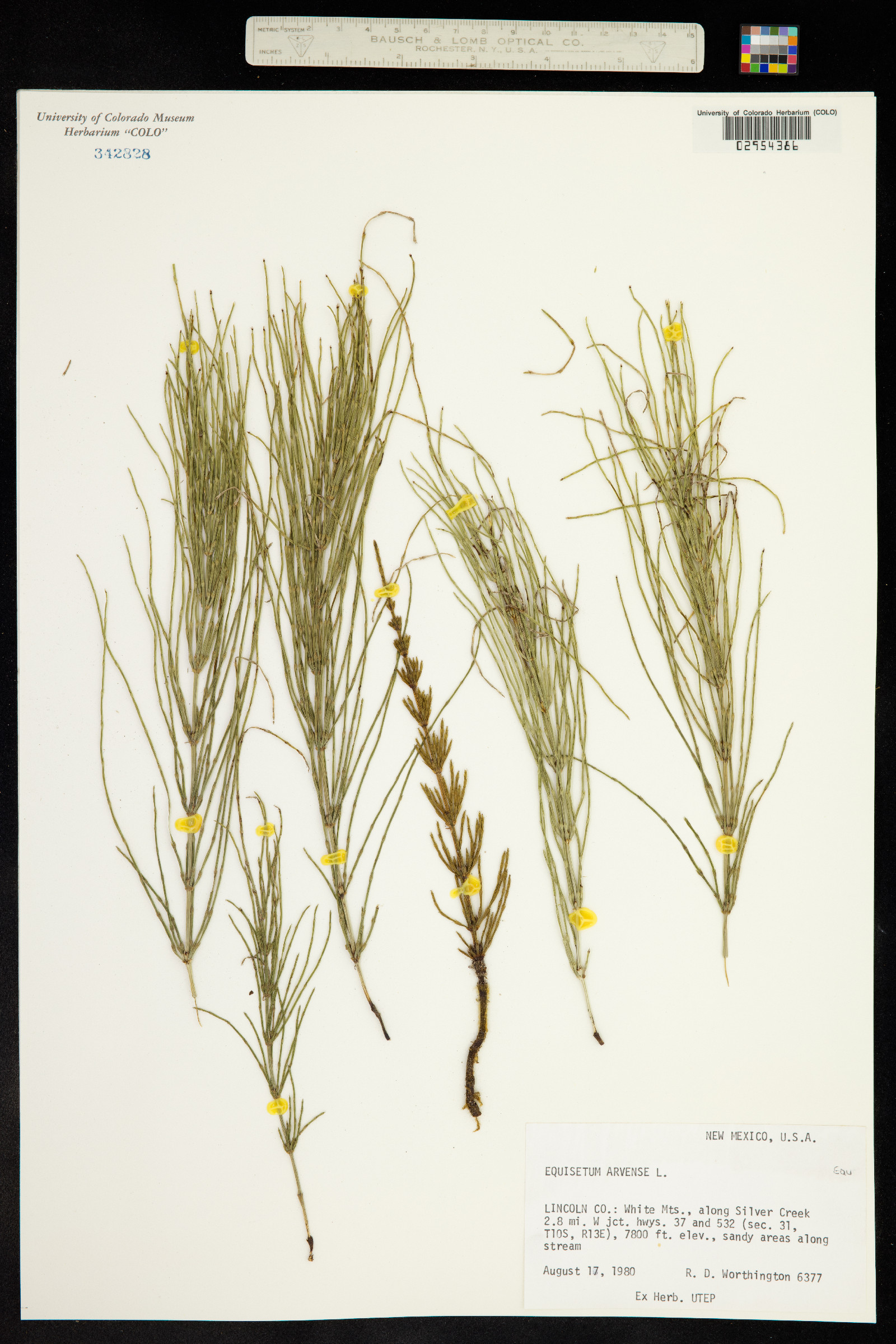 Equisetum arvense image