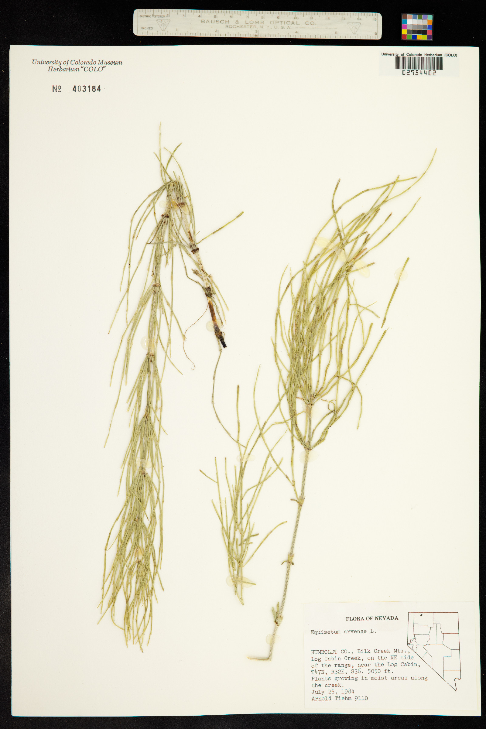 Equisetum arvense image