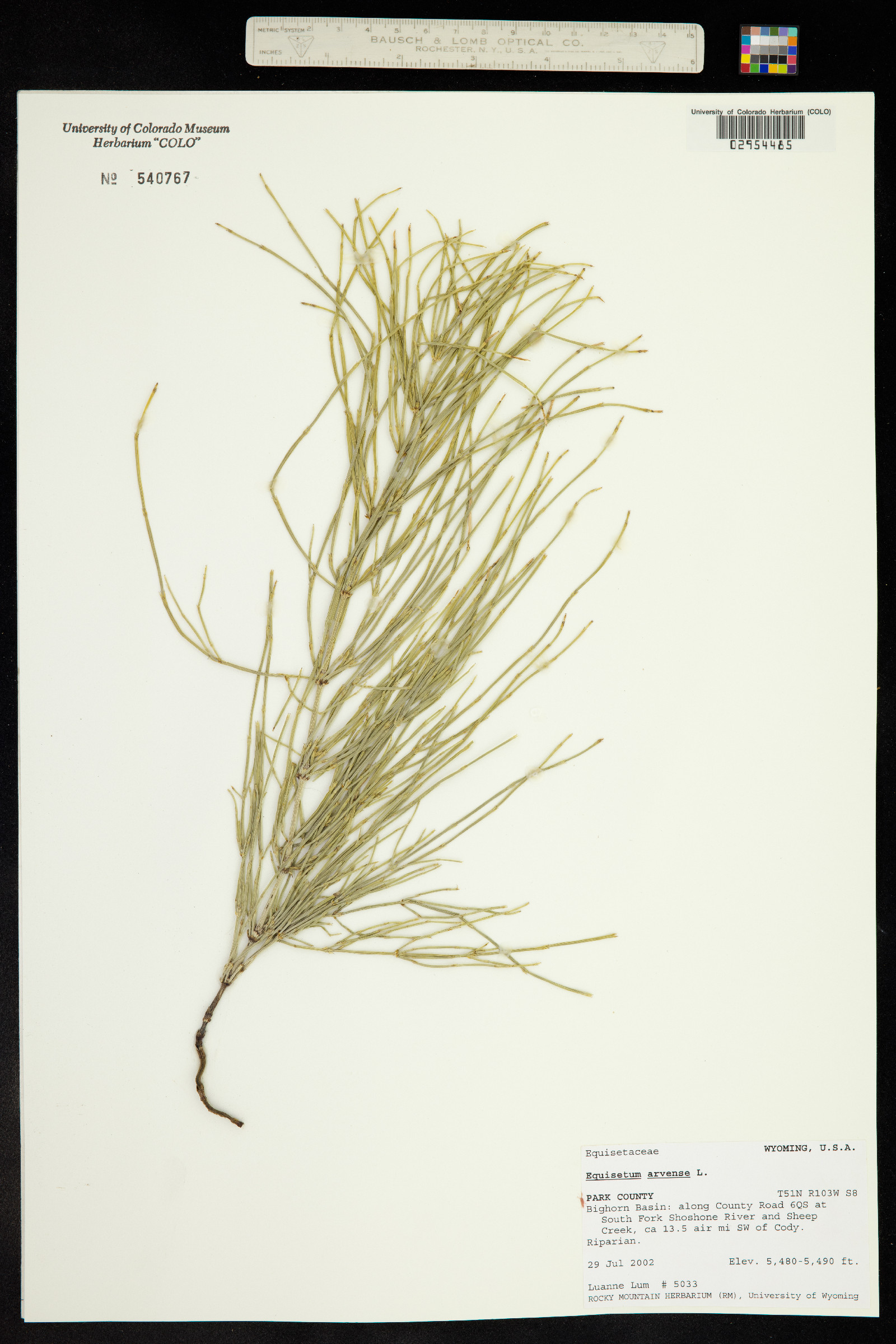 Equisetum arvense image