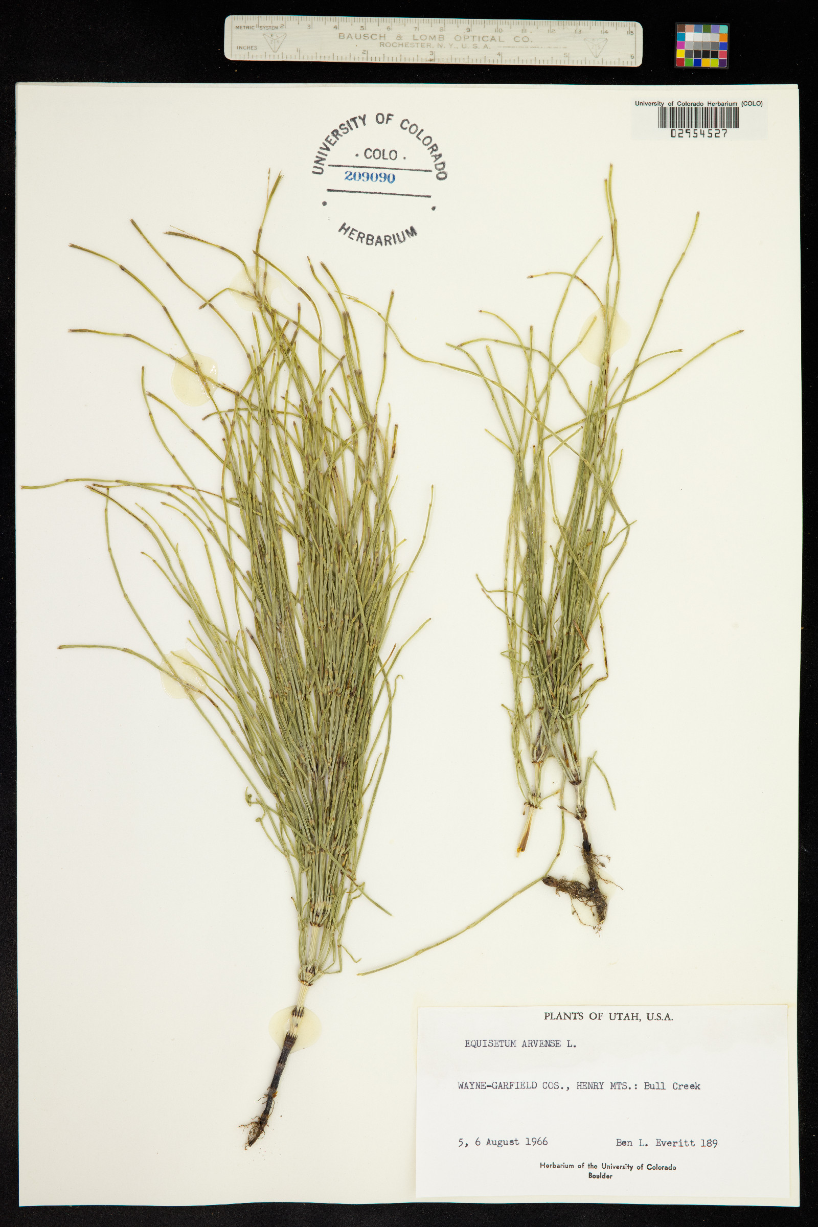 Equisetum arvense image
