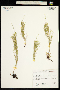 Equisetum arvense image