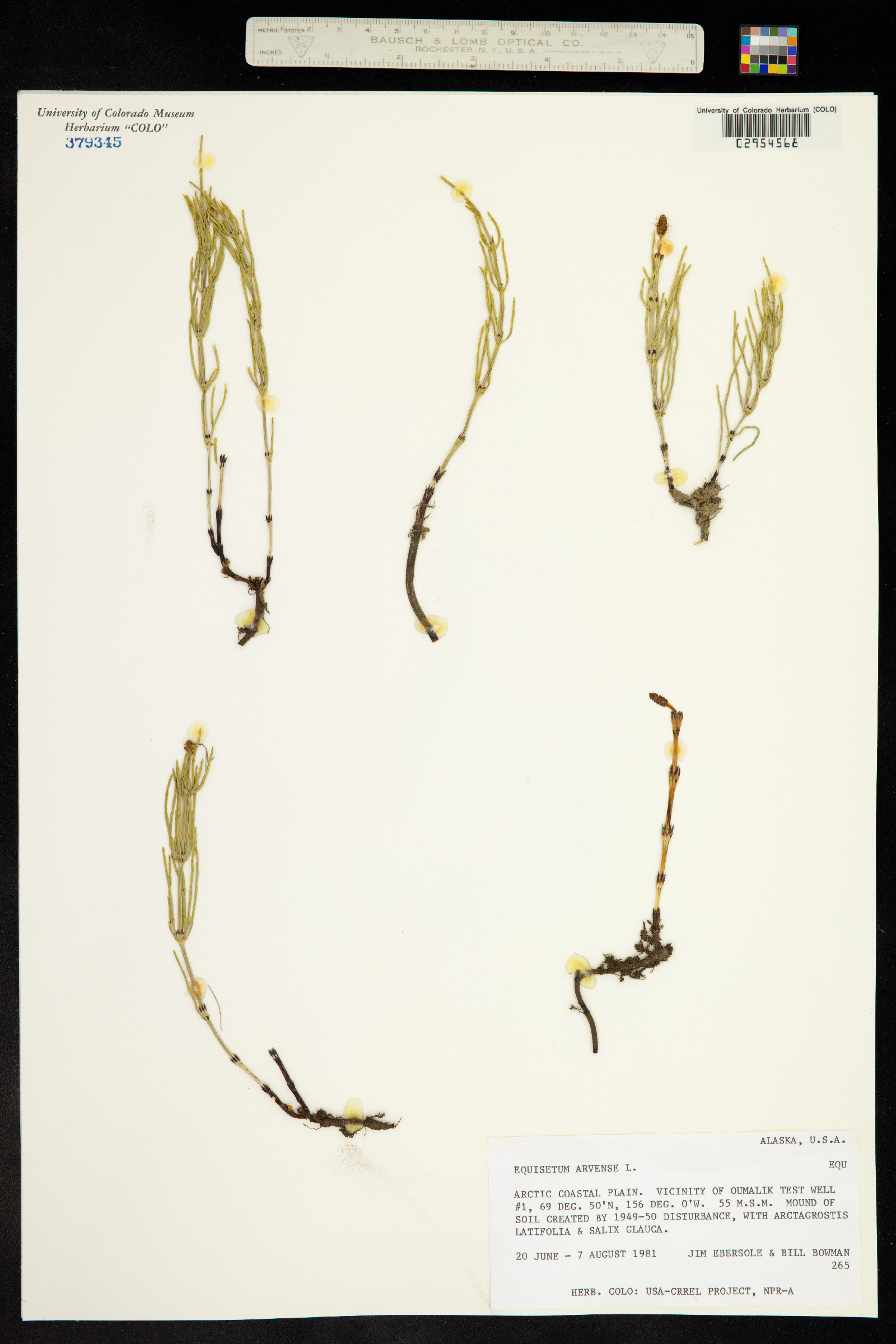 Equisetum arvense image