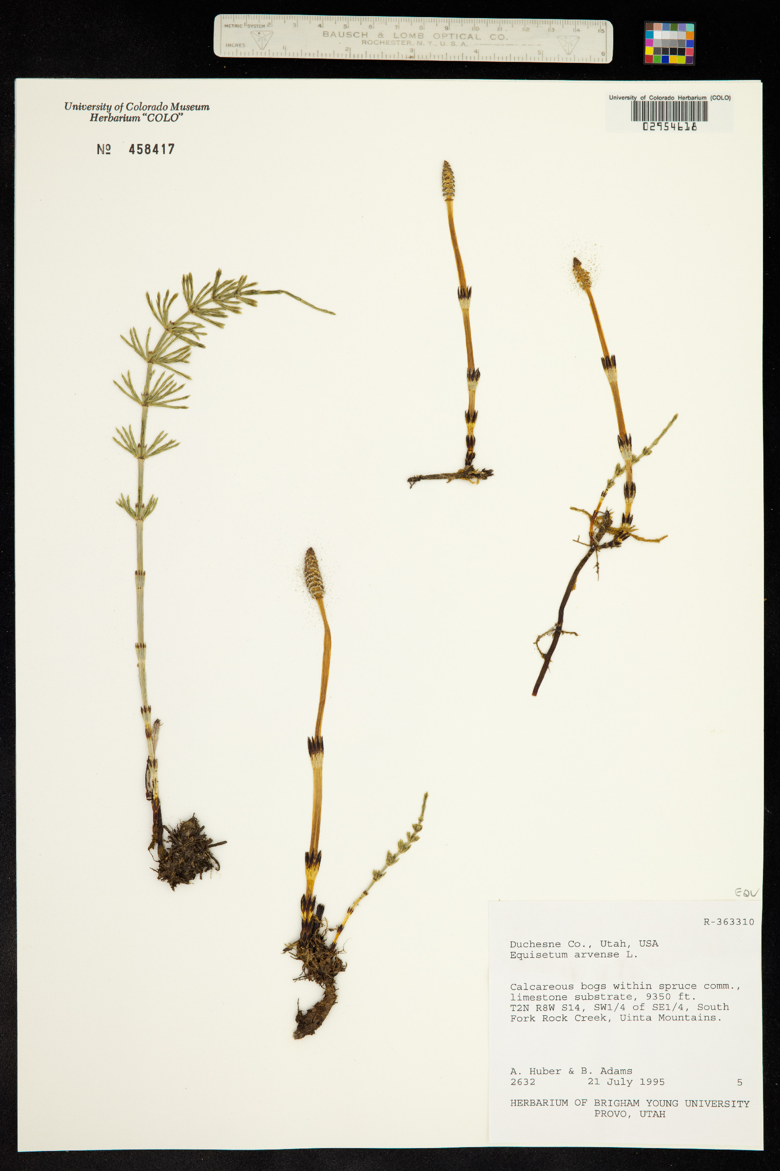 Equisetum arvense image