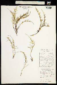 Equisetum arvense image