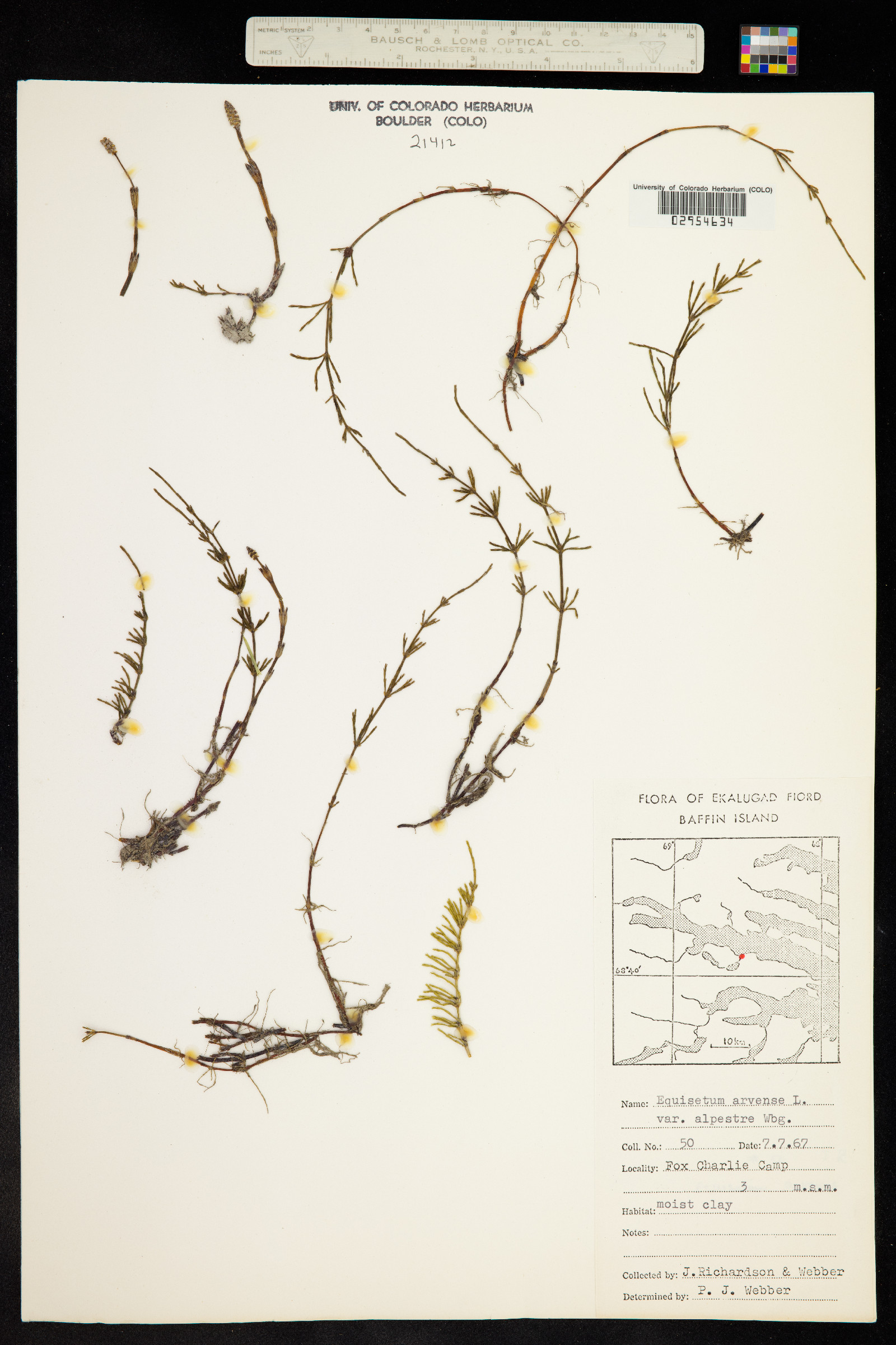 Equisetum arvense image