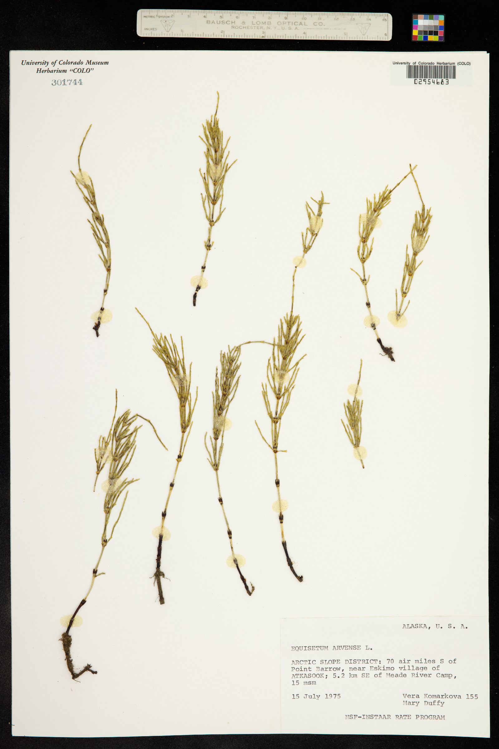 Equisetum arvense image