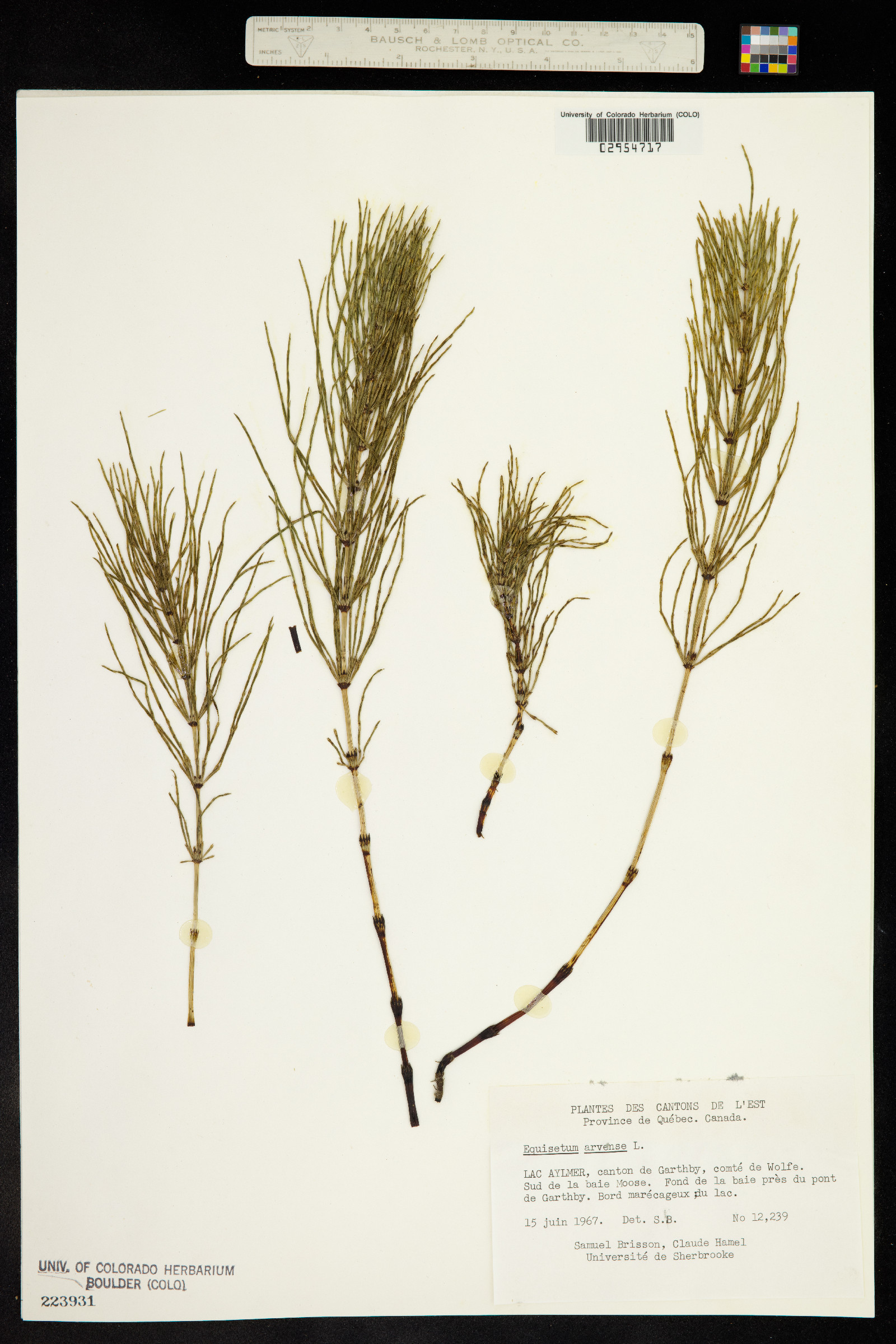 Equisetum arvense image