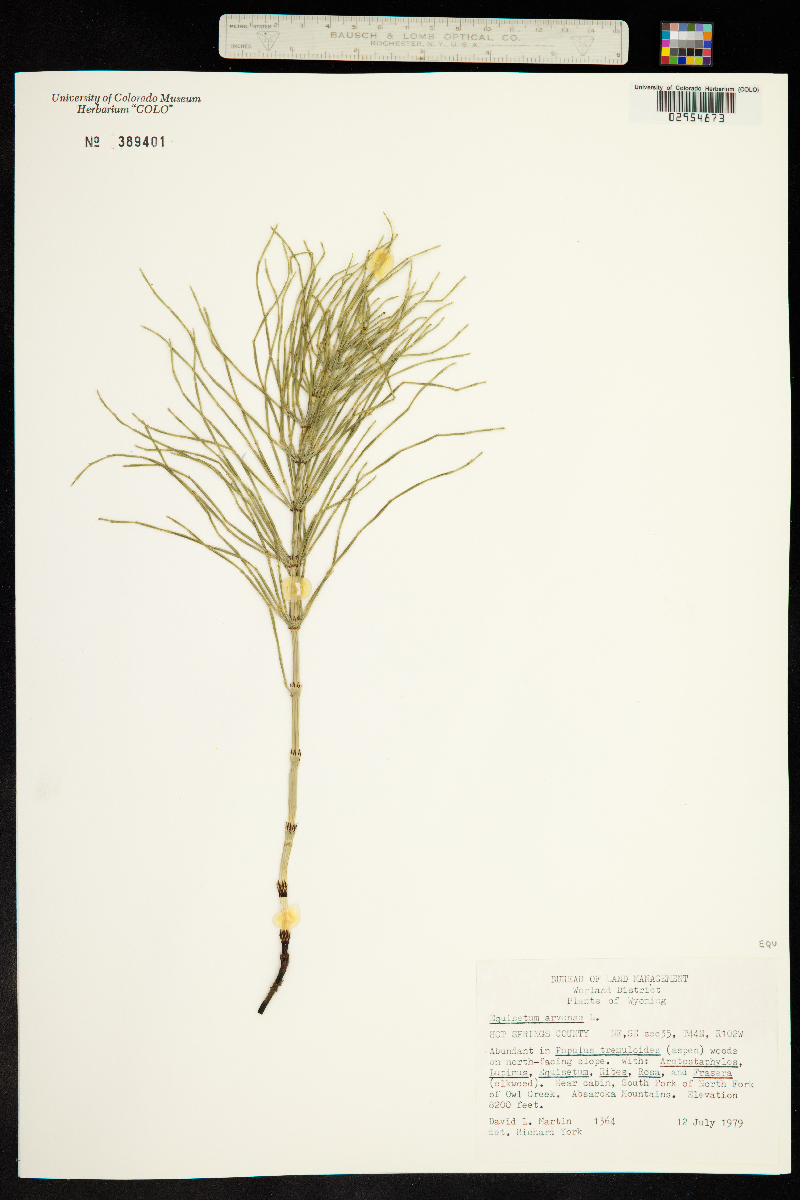 Equisetum arvense image