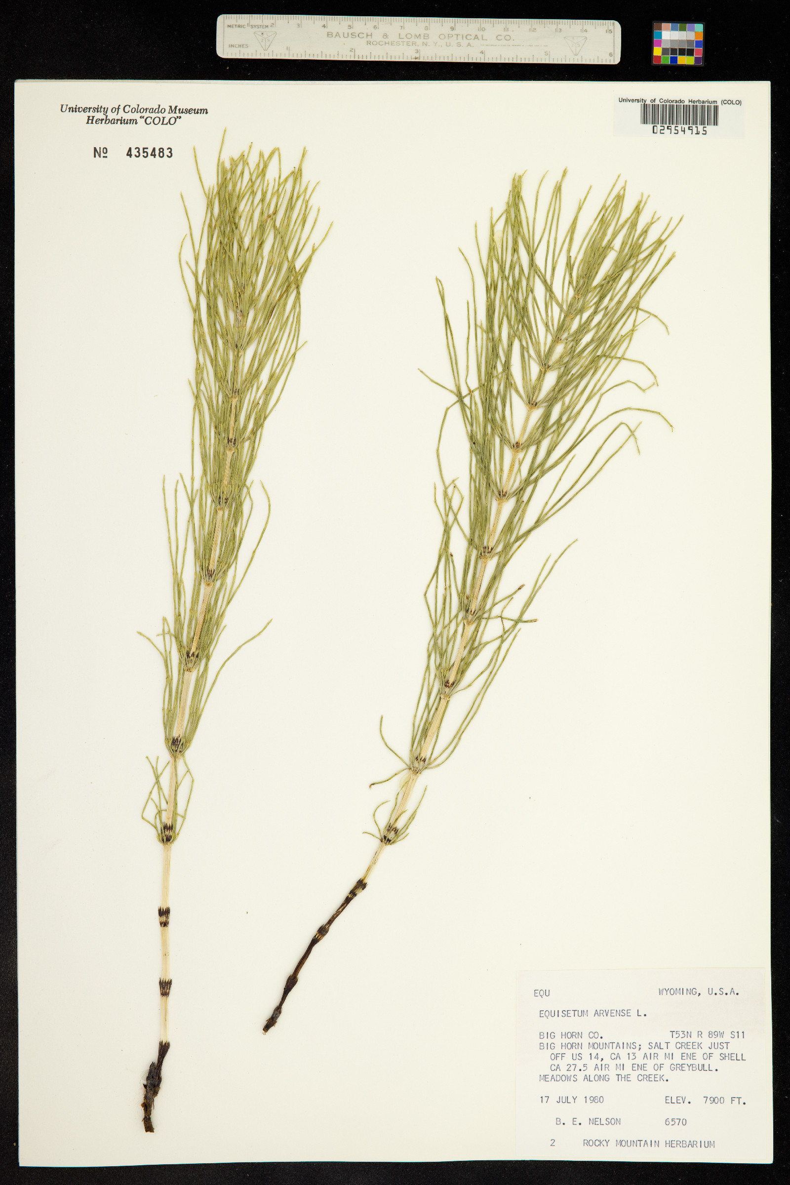 Equisetum arvense image