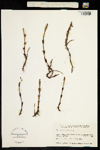 Equisetum arvense image