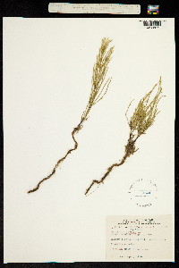 Equisetum arvense image